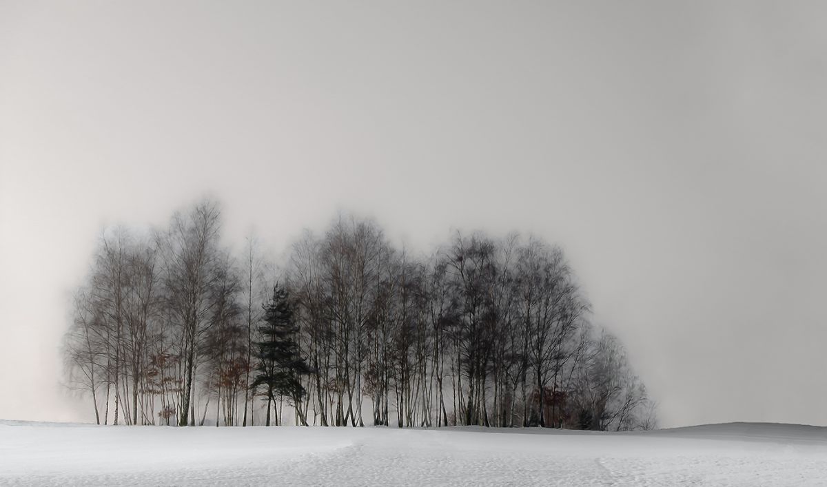 winterforest