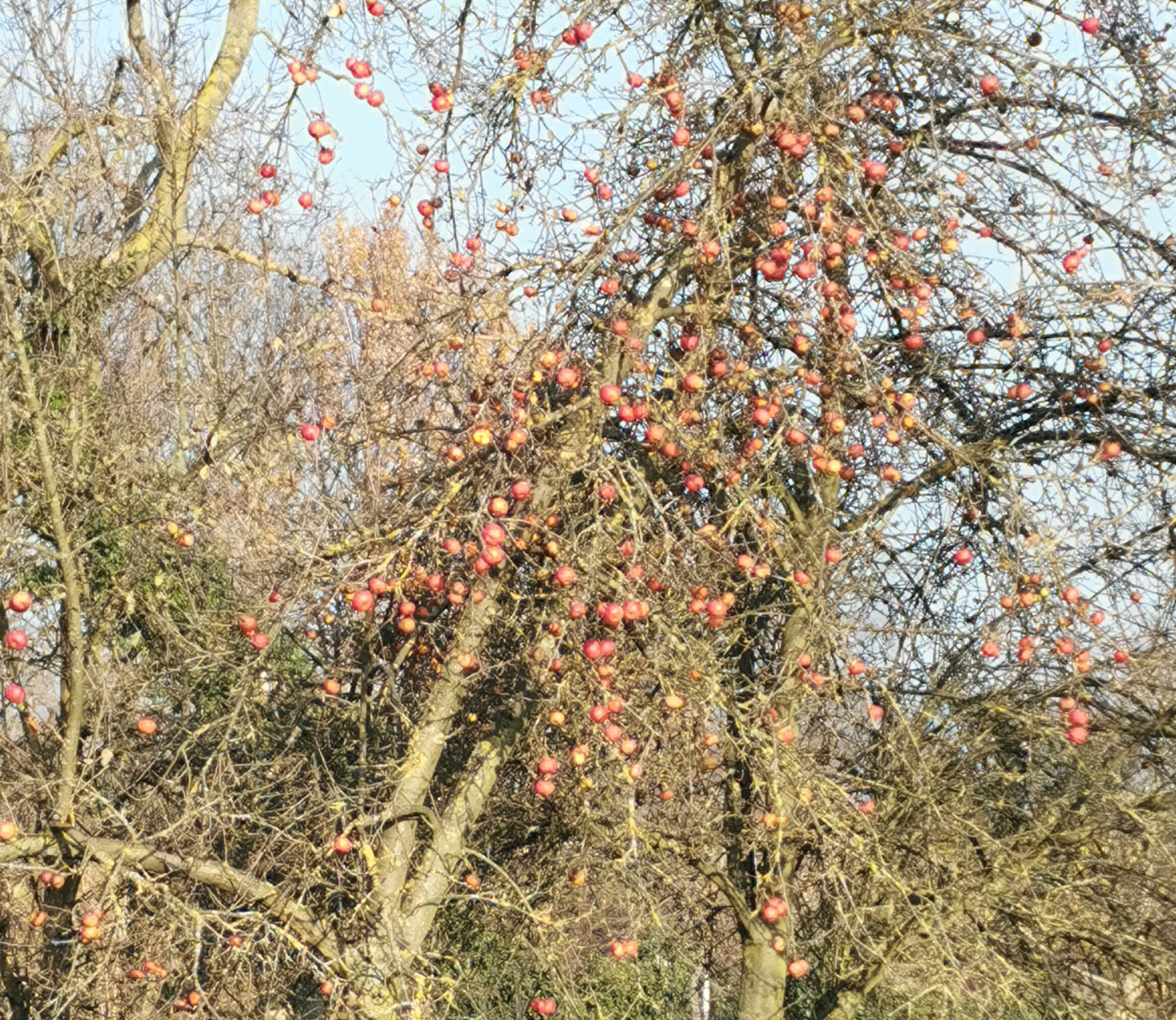 rodeappels