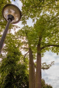 Stad Beringen maakt 2x kans op 1.2 Tree Award met realisaties in Paal
